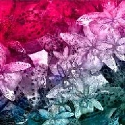 DIGITALINE / OKOUBAKA