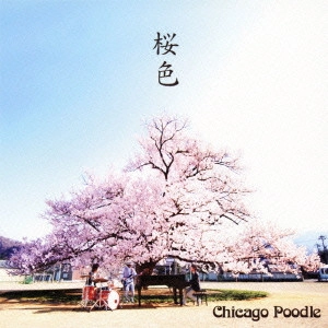 Chicago Poodle / シカゴ・ブードル / 桜色