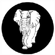 WHITE ELEPHANT / SIR JOHN