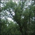 JULIANNA BARWICK / ジュリアナ・バーウィック / MAGIC PLACE