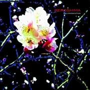 BEROSHIMA / ベロシマ / POLYPHONICATION