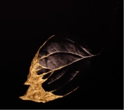 TT ENSEMBLE / PADUREA DE AUR (CD)