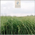 ANCHOR (SWEDEN) / アンカー / RECOVERY