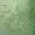AIDAN BAKER / エイダン・ベイカー / CLOSURE AXIOMS<DIGI>