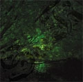 SEEK (JPN) / シーク / 朽ちていく中で