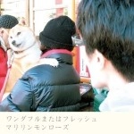 マリリンモンローズ / ワンダフルまたはフレッシュ（ＣＤＲ）