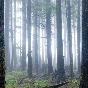 EDANTICONF / FOREST ECHO