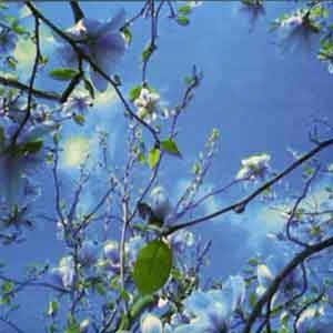 EYELESS IN GAZA / アイレス・イン・ギャザ / BUTTERFLY ATTITUDE