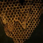 TELEFON TEL AVIV / テレフォン・テル・アビブ / MAP OF WHAT IS EFFOR