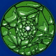 FRANCISCO ALLENDES / SO LONG REPTILIANS
