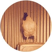 CHICKEN LIPS / チキン・リップス / HE NOT IN