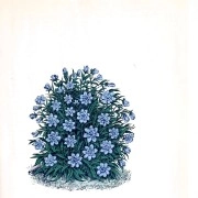 MARIHIKO HARA / 原摩利彦 / ＦＬＯＲＡ / FLORA