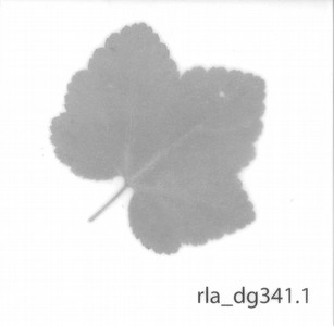 RASMUS RIIS / DG344.1