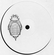 ANONYMOUS (WEEVIL) / PUPA