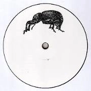 ANONYMOUS (WEEVIL) / ADULT