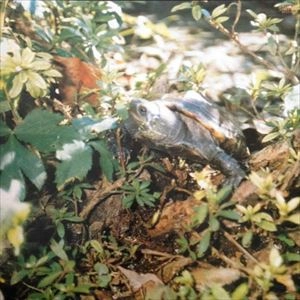 あぶらだこ / あぶらだこ(亀盤)