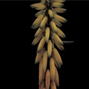 EDUARDO DE LA CALLE     / PRECURSORS EP