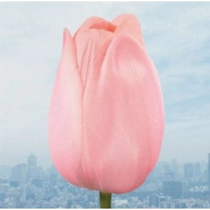flumpool / 大切なものは君以外／微熱リフレ