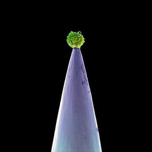 PETER GABRIEL / ピーター・ガブリエル / NEW BLOOD