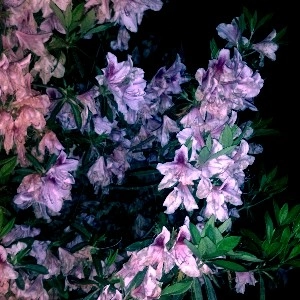 MILIEU  / LEAVES PAINTED PURPLE