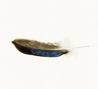 sow / "to growth, for growth"