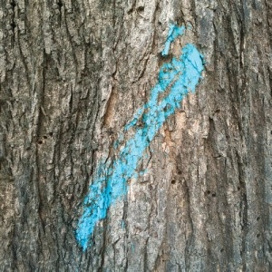 TAYLOR DEUPREE / テイラー・デュプリー / LOST & COMPILED