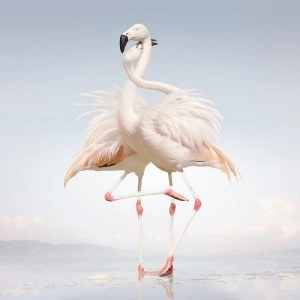 RUSTIE / ラスティー / Ｇｒｅｅｎ　Ｌａｎｇｕａｇｅ