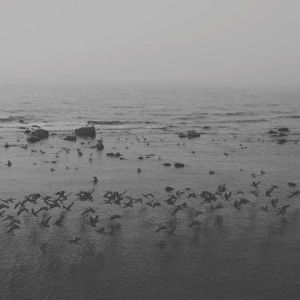 AS IF / ＩＳＬＡＮＤ / ISLAND