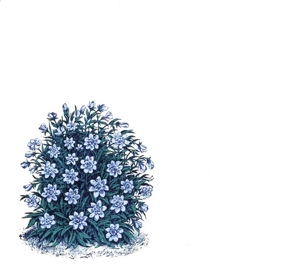 MARIHIKO HARA / FLORA
