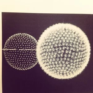 LINKWOOD / リンクウッド / EXPRESSIONS