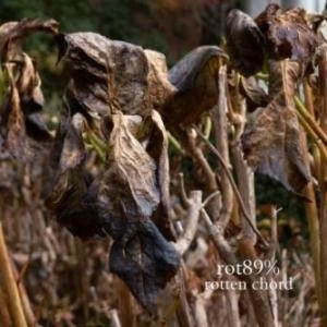 rot89% / ｒｏｔｔｅｎ　ｃｈｏｒｄ