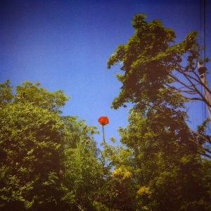 BENOIT PIOULARD / ベノワ・ピオラール / SONNET