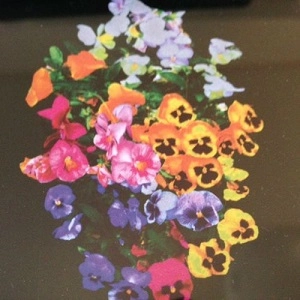 HOUSE OF TAPES / Ｉｎｎｏｃｅｎｔ　Ｆｌｏｗｅｒｓ
