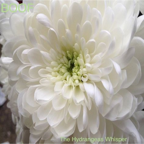 BOOF / ブーフ / HYDRANGEAS WHISPER