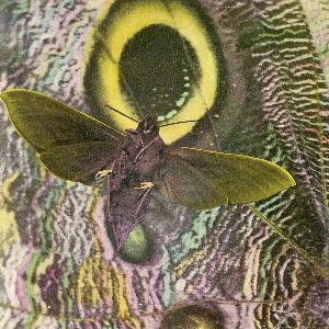 MOTHMEN / PAY ATTENTION!