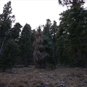MERZBOW / メルツバウ / MERZXIU