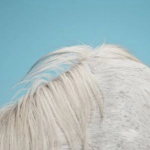 WIDOWSPEAK / ウィドウスピーク / ALL YOURS