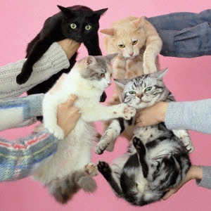 きのこ帝国 / 猫とアレルギー