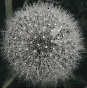 LEVITATION / MEANWHILE GARDENS