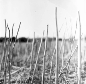 RECONDITE  / レコンダイト / ON ACID(REISSUE) 