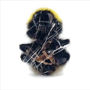 DEADBEAT / デッドビート / WALLS AND DIMENSIONS