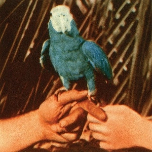 ANDREW BIRD / アンドリュー・バード / ARE YOU SERIOUS