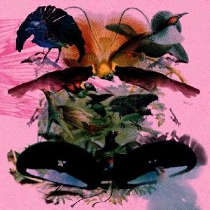 LEON VYNEHALL / レオン・ヴァインホール / ROJUS (DESIGNED TO DANCE)