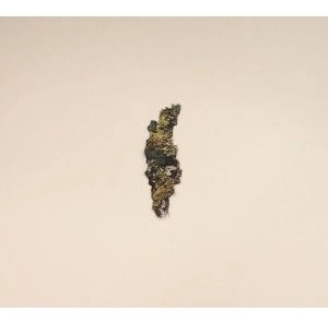 V.A. / PLANGENT COMPILATION VOL.1