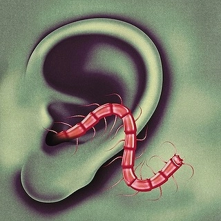OSEES (THEE OH SEES) / オーシーズ / AN ODD ENTRANCES