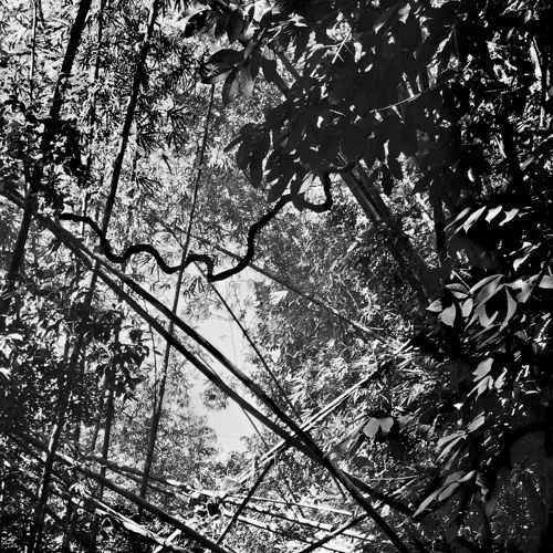 ANDREW PEKLER / TRISTES TROPIQUES