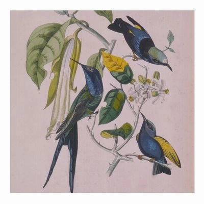 SUSUMU YOKOTA / ススム・ヨコタ / SAKURA