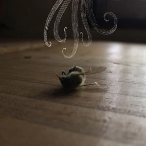 okada takuro + duenn / 岡田拓郎 + ダエン / 無常 / mujou