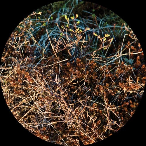 SIMIC / DISCUSSION OF INTERESTS EP