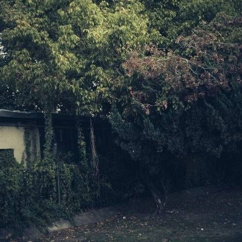 JORIS VOORN / ヨリス・ヴォーン / IRAN THE ZOO